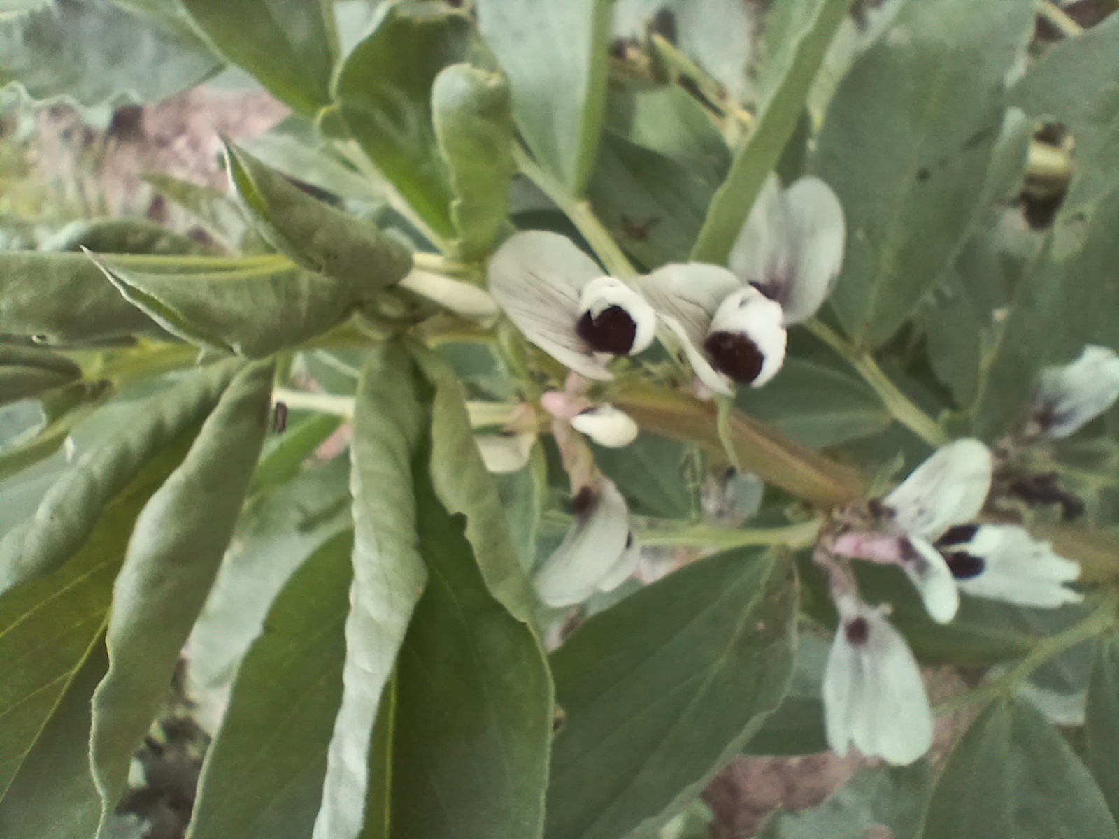 No s'ha trobat l'arxiu